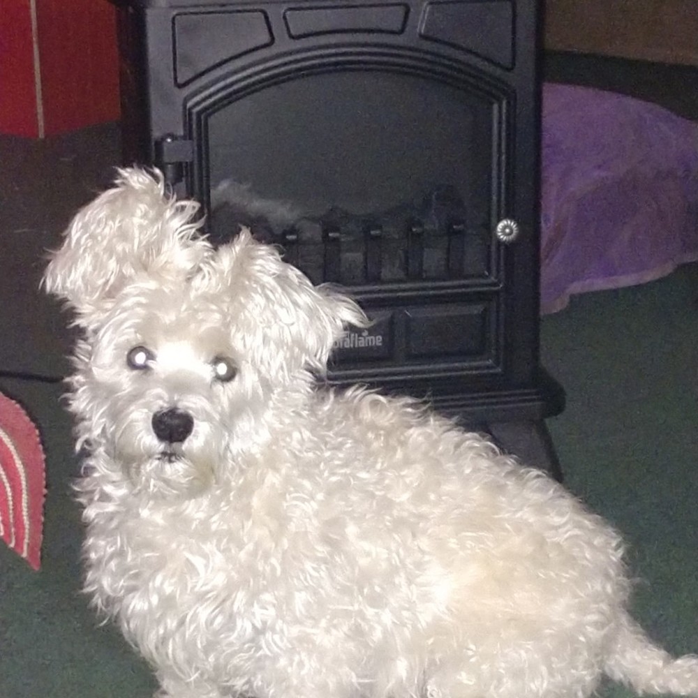 Meet your Posher, Posh